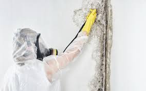 Best Commercial Mold Inspection  in Morristown, NJ